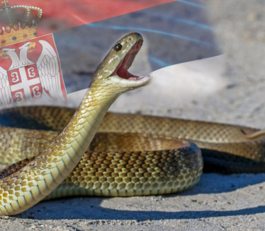 ZMIJA U OKTOBRU: Šumadija ovo ne pamti! Šta kažu verovanja