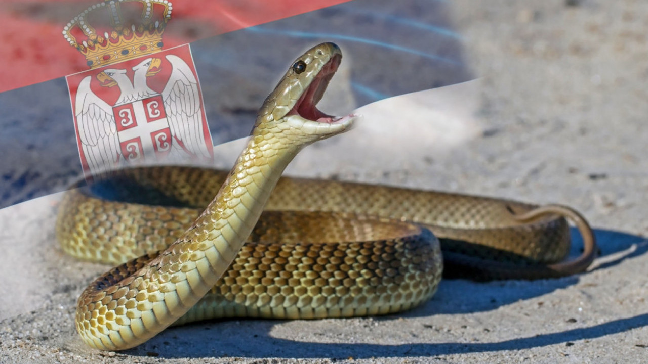 ЛЕГЛО ЗМИЈА КОД СВРЉИГА: Горан није могао да верује шта види