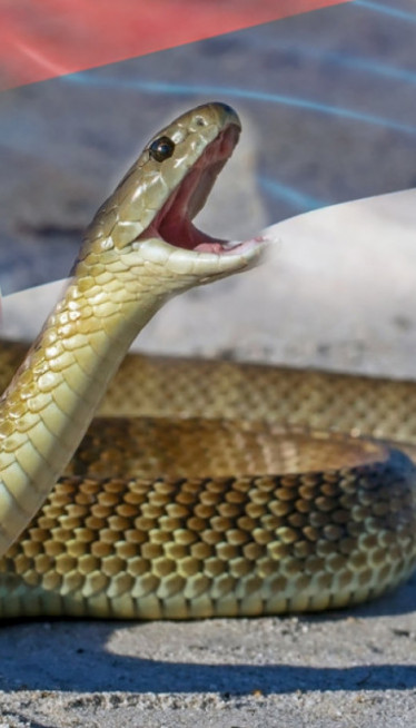 ZMIJA U OKTOBRU: Šumadija ovo ne pamti! Šta kažu verovanja