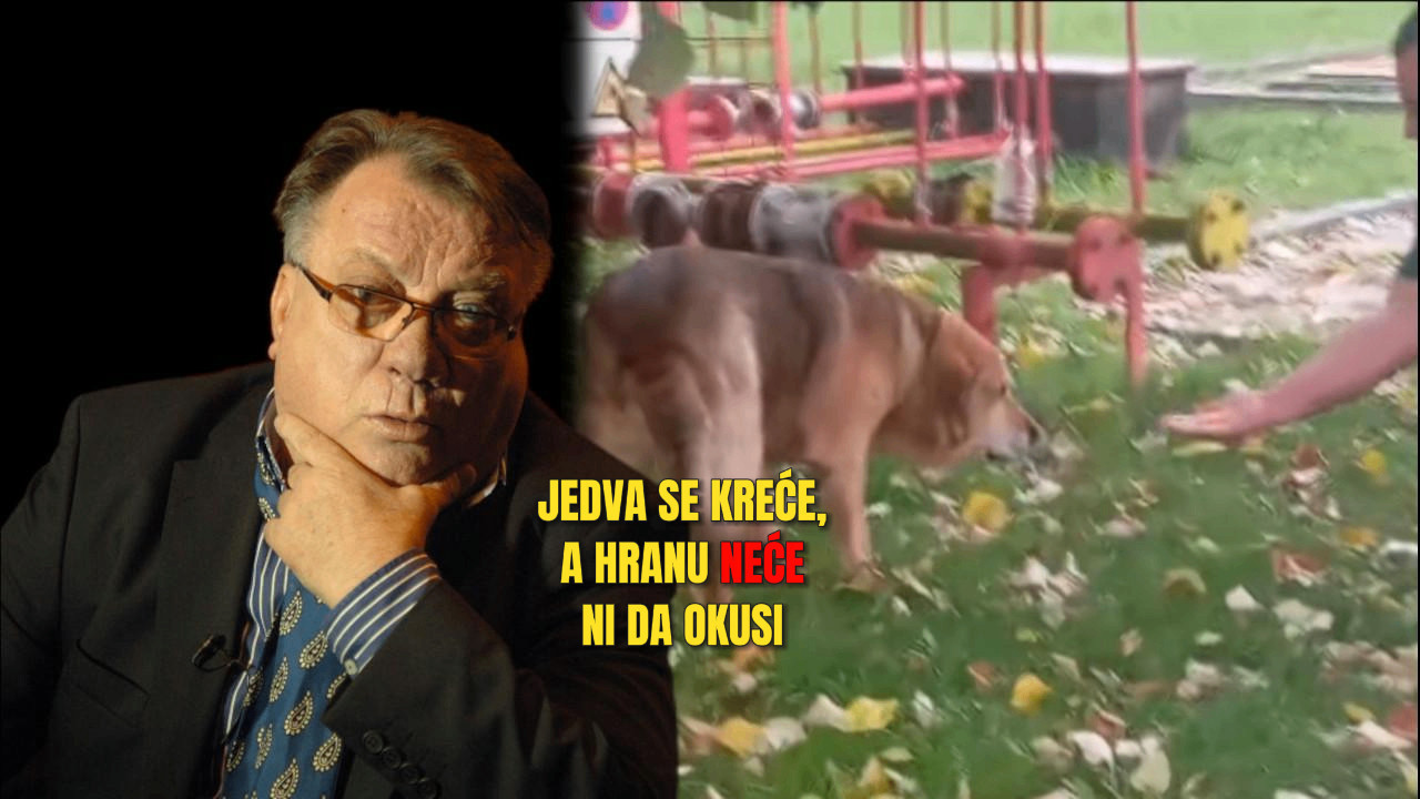 HALIDOV PAS U KRITIČNOM STANJU: 7. dan kako NIŠTA ne jede