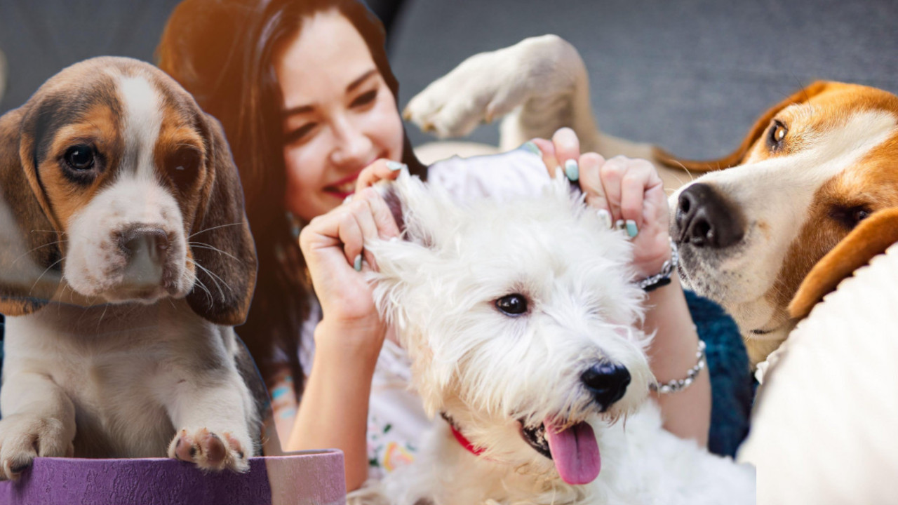 МОЖЕТЕ ИМ БЕЗГРАНИЧНО ВЕРОВАТИ: Пет најоданијих раса паса