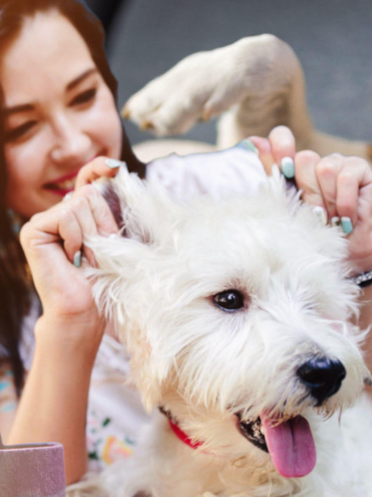 UMILJATI, A SVOJEGLAVI: Deset najtvrdoglavijih rasa pasa