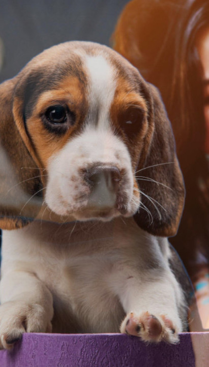 МОЖЕТЕ ИМ БЕЗГРАНИЧНО ВЕРОВАТИ: Пет најоданијих раса паса