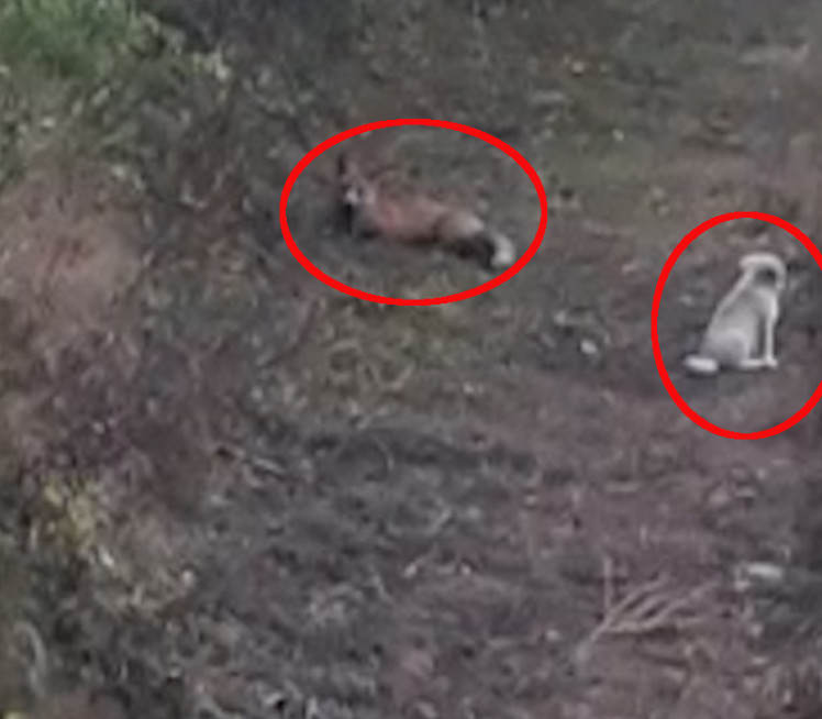 HIT U SRPSKOM SELU: Pas i lisica drugari - maze se i igraju