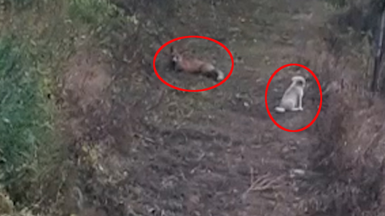 ХИТ У СРПСКОМ СЕЛУ: Пас и лисица другари - мазе се и играју