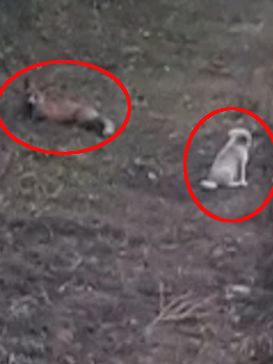 HIT U SRPSKOM SELU: Pas i lisica drugari - maze se i igraju