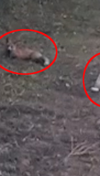 HIT U SRPSKOM SELU: Pas i lisica drugari - maze se i igraju