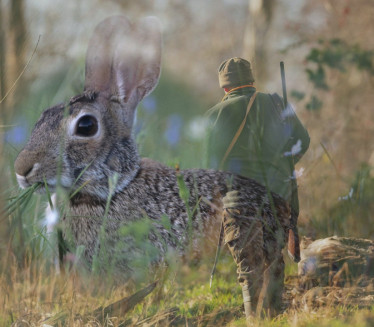 ŠOK SLUČAJ SRPSKOG VOĆARA Na sudu zbog zečeva, platili lovci