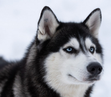 OGRLICA VELIČINE MUŠKOG KAIŠA Nabavila štene,sad je kao poni