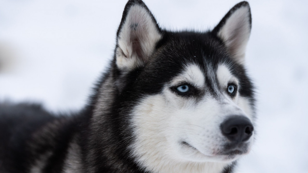 OGRLICA VELIČINE MUŠKOG KAIŠA Nabavila štene,sad je kao poni