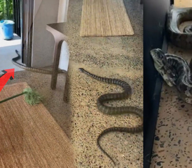 ВЕЛИКА ЗМИЈА У КУЋИ: А видите шта отац учи ЋЕРКУ