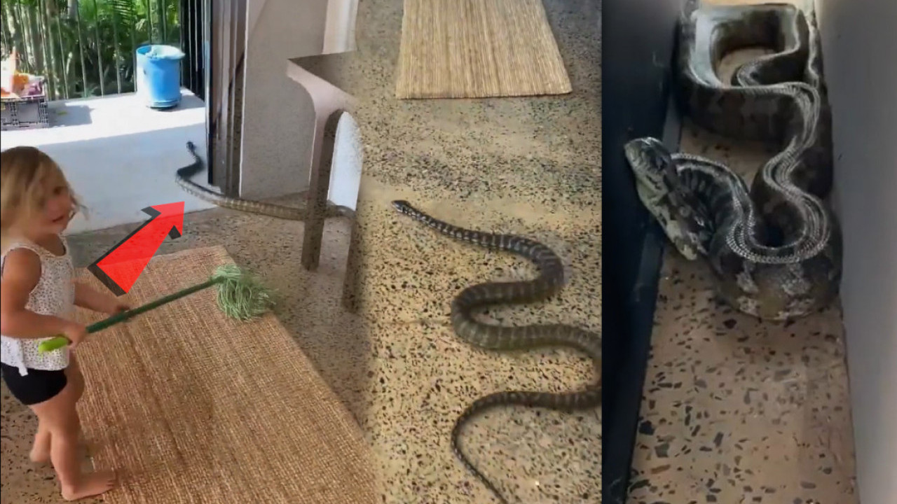 VELIKA ZMIJA U KUĆI: A vidite šta otac uči ĆERKU