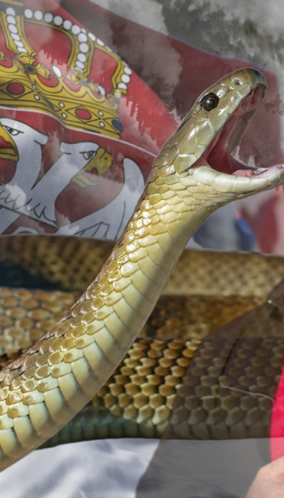 ХЛАДНО, А ЗМИЈЕ СВУД ПО СРБ: Стари кажу - лош знак!