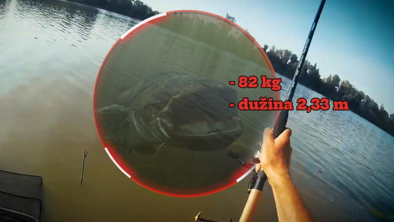 Сале уловио ГРДОСИЈУ од 82 кг - риба дуга преко 2 м