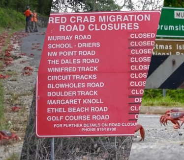 ZATVORILI PUTEVE: Desetine miliona kraba na ulicama (FOTO)