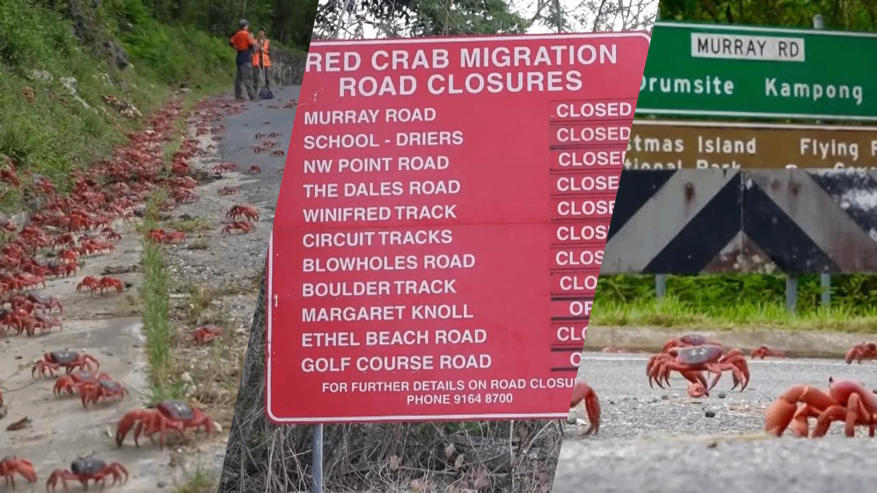 ЗАТВОРИЛИ ПУТЕВЕ: Десетине милиона краба на улицама (ФОТО)