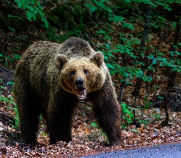 ЧИМ ПАДНЕ МРАК, ЉУДИ СЕ ЗАКЉУЧАВАЈУ: Медведи сеју страх