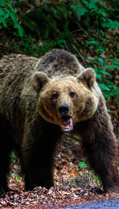 ČIM PADNE MRAK, LJUDI SE ZAKLJUČAVAJU: Medvedi seju strah
