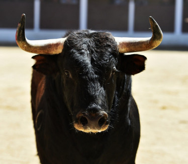 Продат један од најскупљих БИКОВА на свету