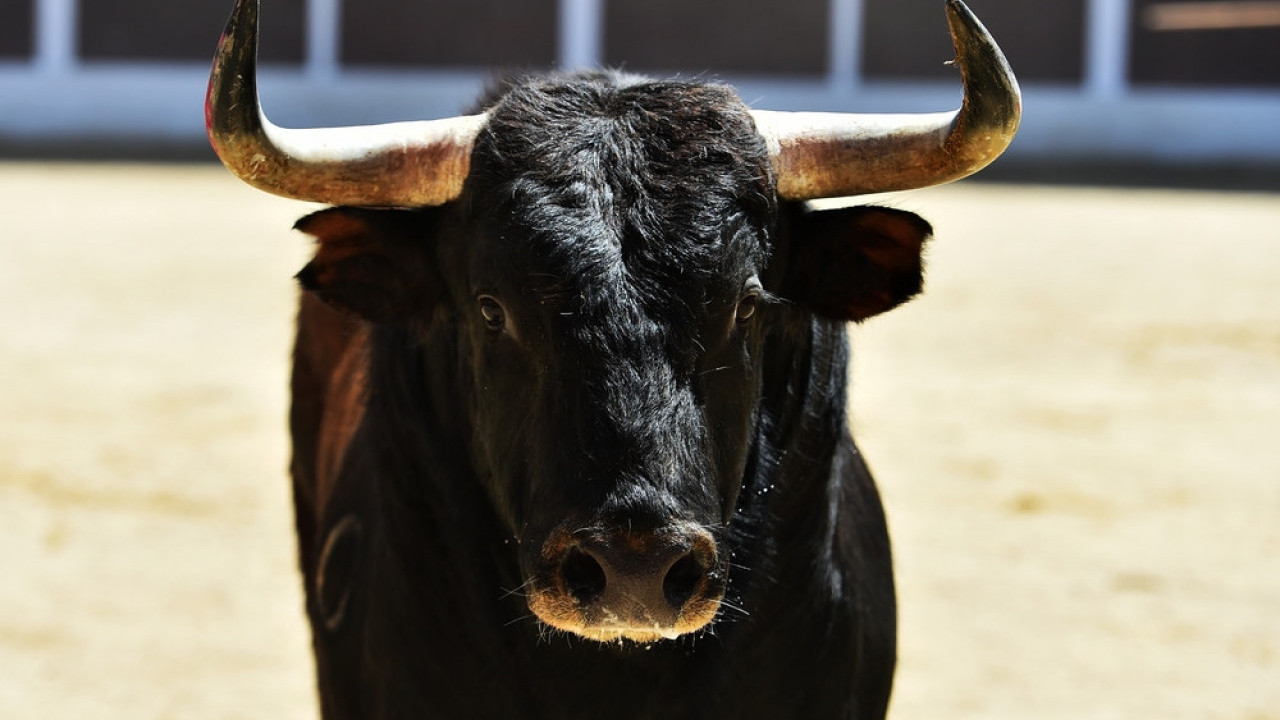 Продат један од најскупљих БИКОВА на свету