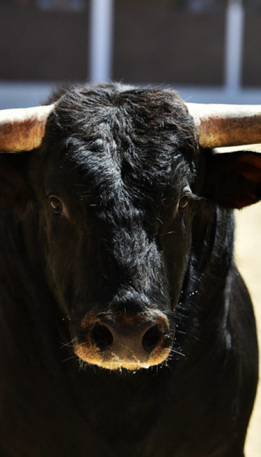 Продат један од најскупљих БИКОВА на свету