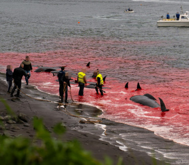 ZAŠTO? Vlada naredila - ne spašavajte ih! Uginulo 27 kitova