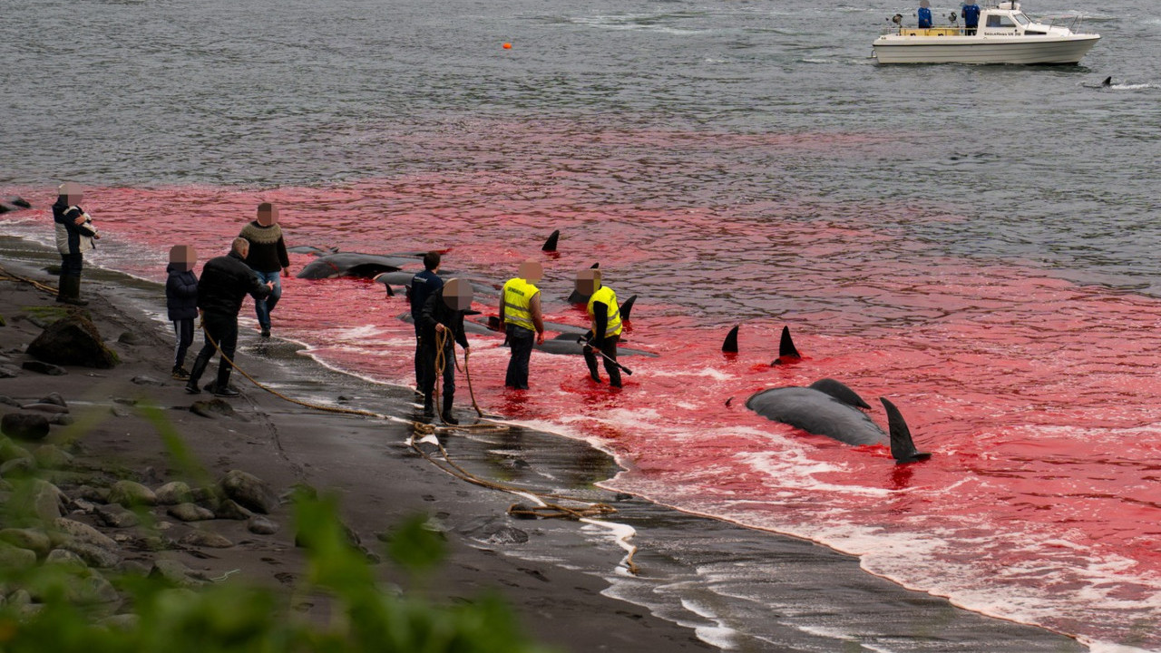 ЗАШТО? Влада наредила - не спашавајте их! Угинуло 27 китова