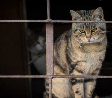 HITNO UPOZORENJE: Ne dozvolite da mačka liže šape zimi