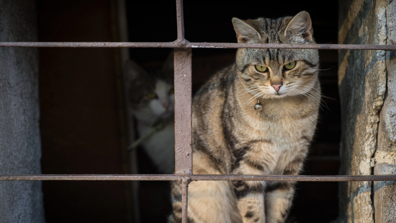 HITNO UPOZORENJE: Ne dozvolite da mačka liže šape zimi