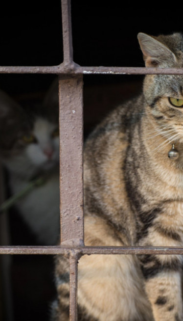 HITNO UPOZORENJE: Ne dozvolite da mačka liže šape zimi