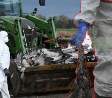 УЗБУНА У НЕМАЧКОЈ: Више од 1.000 мртвих ждралова