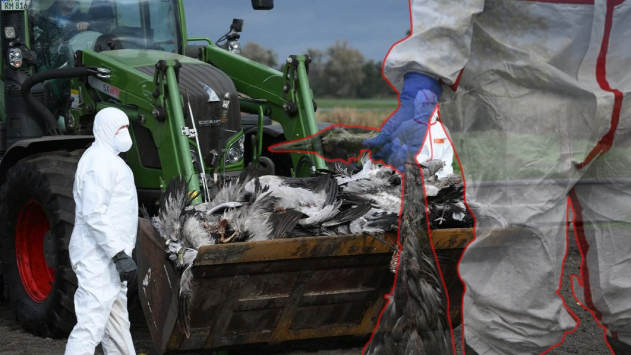 UZBUNA U NEMAČKOJ: Više od 1.000 mrtvih ždralova