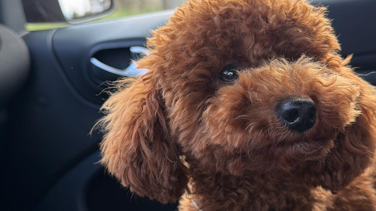 Zbog bogate nagrade, cela država traži ovog psa (FOTO)