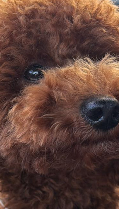 Због богате награде, цела држава тражи овог пса (ФОТО)