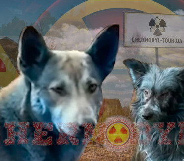 ŠOK U ČERNOBILJU Psi plave boje: "Bili normalni pre 7 dana"