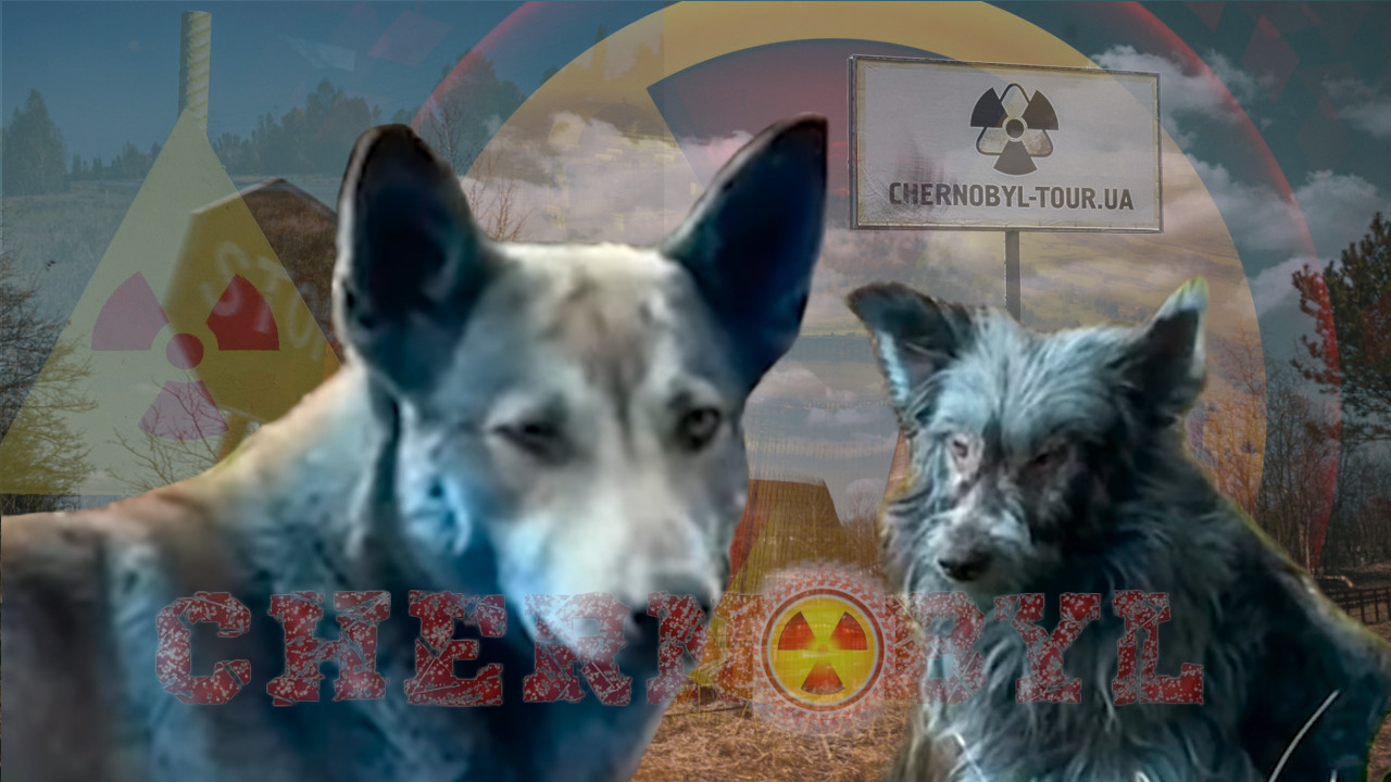 ШОК У ЧЕРНОБИЉУ Пси плаве боје: "Били нормални пре 7 дана"