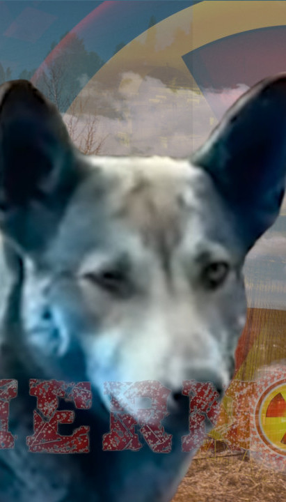 ŠOK U ČERNOBILJU Psi plave boje: "Bili normalni pre 7 dana"