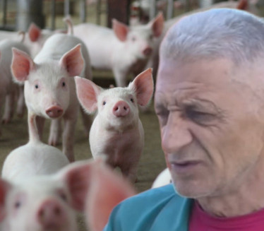 OSLEPEO OD BOLESTI: Žiko i dalje pravi šampione među svinjama