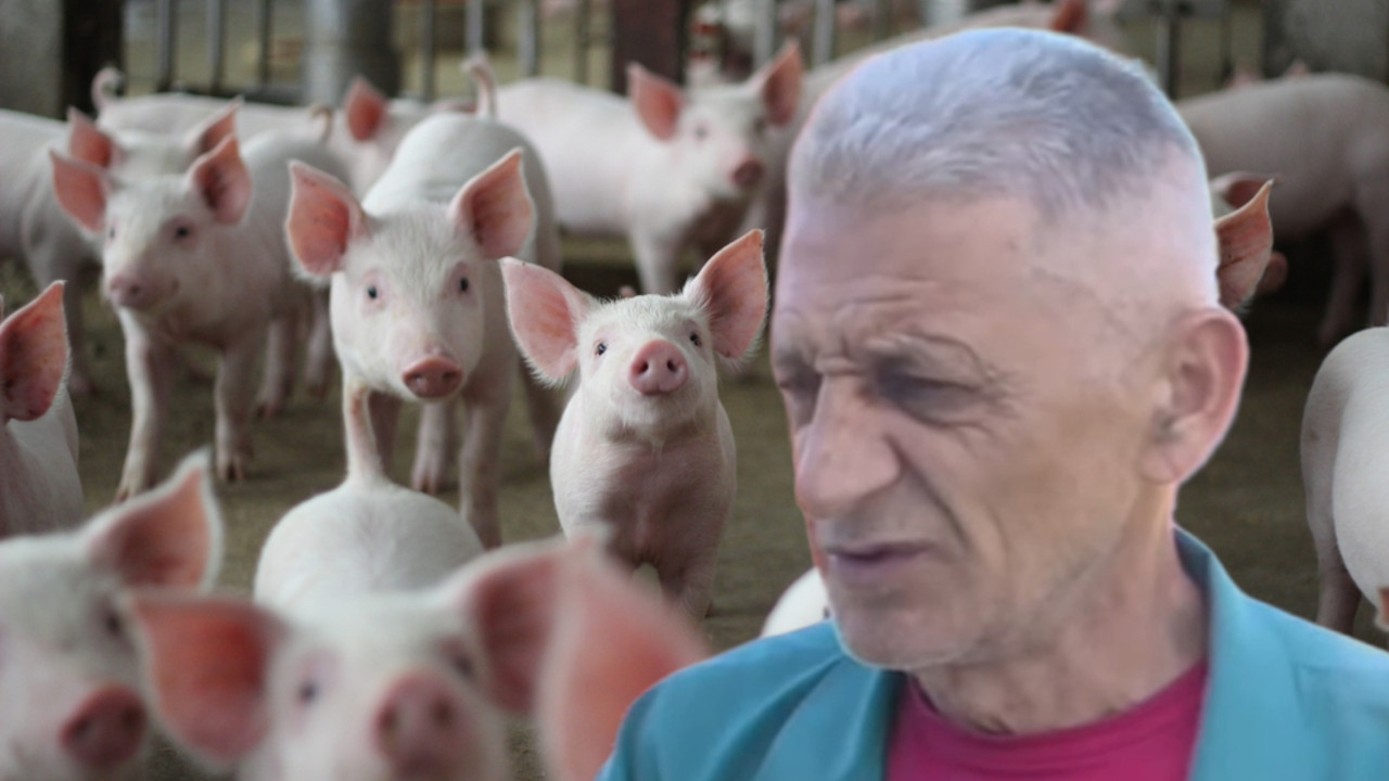 ОСЛЕПЕО ОД БОЛЕСТИ: Жико и даље прави шампионе међу свињама