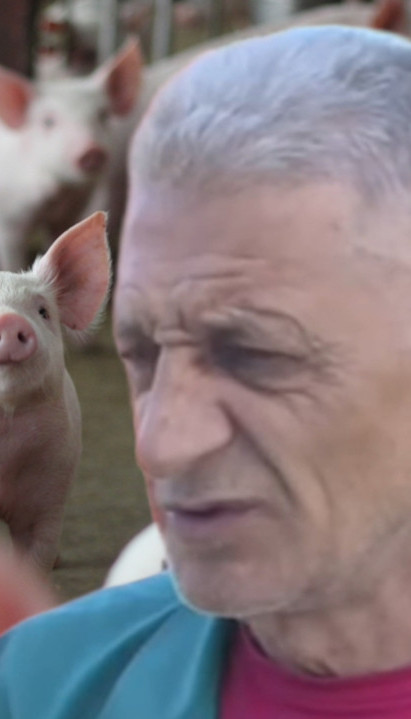 OSLEPEO OD BOLESTI: Žiko i dalje pravi šampione među svinjama