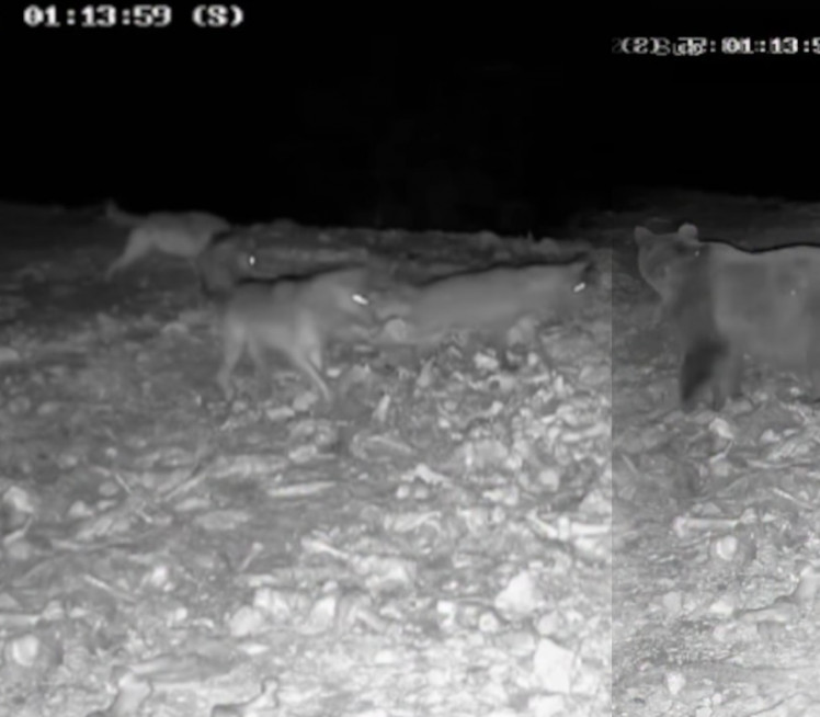 Na nadzornoj kameri u Srbiji snimili bitku 3 VUKA I MEDVEDA