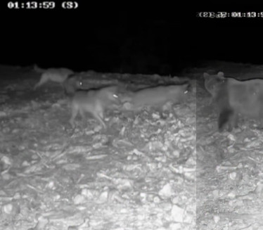 На надзорној камери у Србији снимили битку 3 ВУКА И МЕДВЕДА