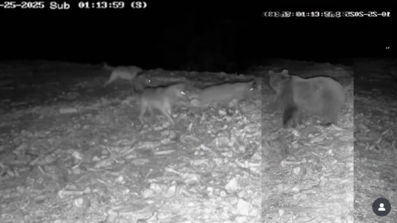 На надзорној камери у Србији снимили битку 3 ВУКА И МЕДВЕДА