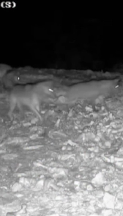 На надзорној камери у Србији снимили битку 3 ВУКА И МЕДВЕДА