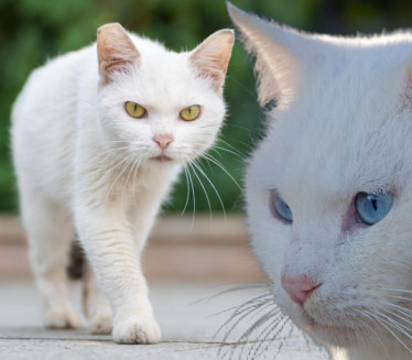 BELA MAČKA VAM JE PREŠLA PUT? Evo šta to zapravo znači