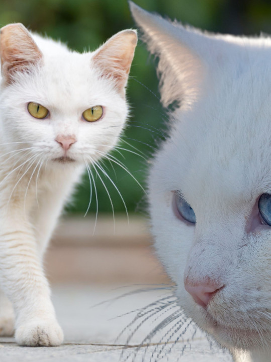 БЕЛА МАЧКА ВАМ ЈЕ ПРЕШЛА ПУТ? Ево шта то заправо значи