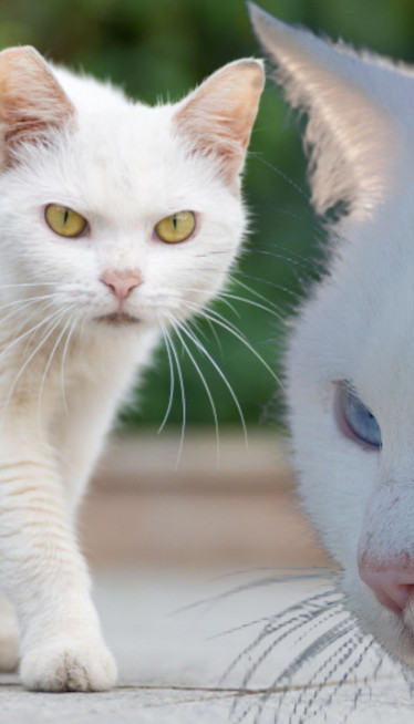 BELA MAČKA VAM JE PREŠLA PUT? Evo šta to zapravo znači