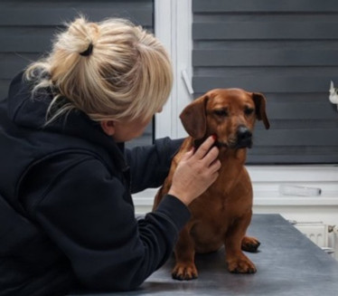 ŠTA SE DEŠAVA U ZR-U? "Molimo, NE HRANITE ovog uličnog psa"