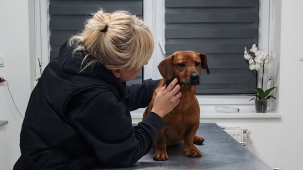 ŠTA SE DEŠAVA U ZR-U? "Molimo, NE HRANITE ovog uličnog psa"
