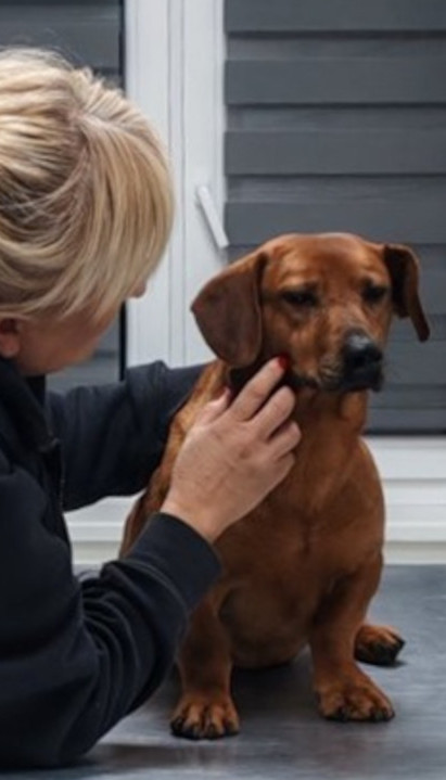 ŠTA SE DEŠAVA U ZR-U? "Molimo, NE HRANITE ovog uličnog psa"